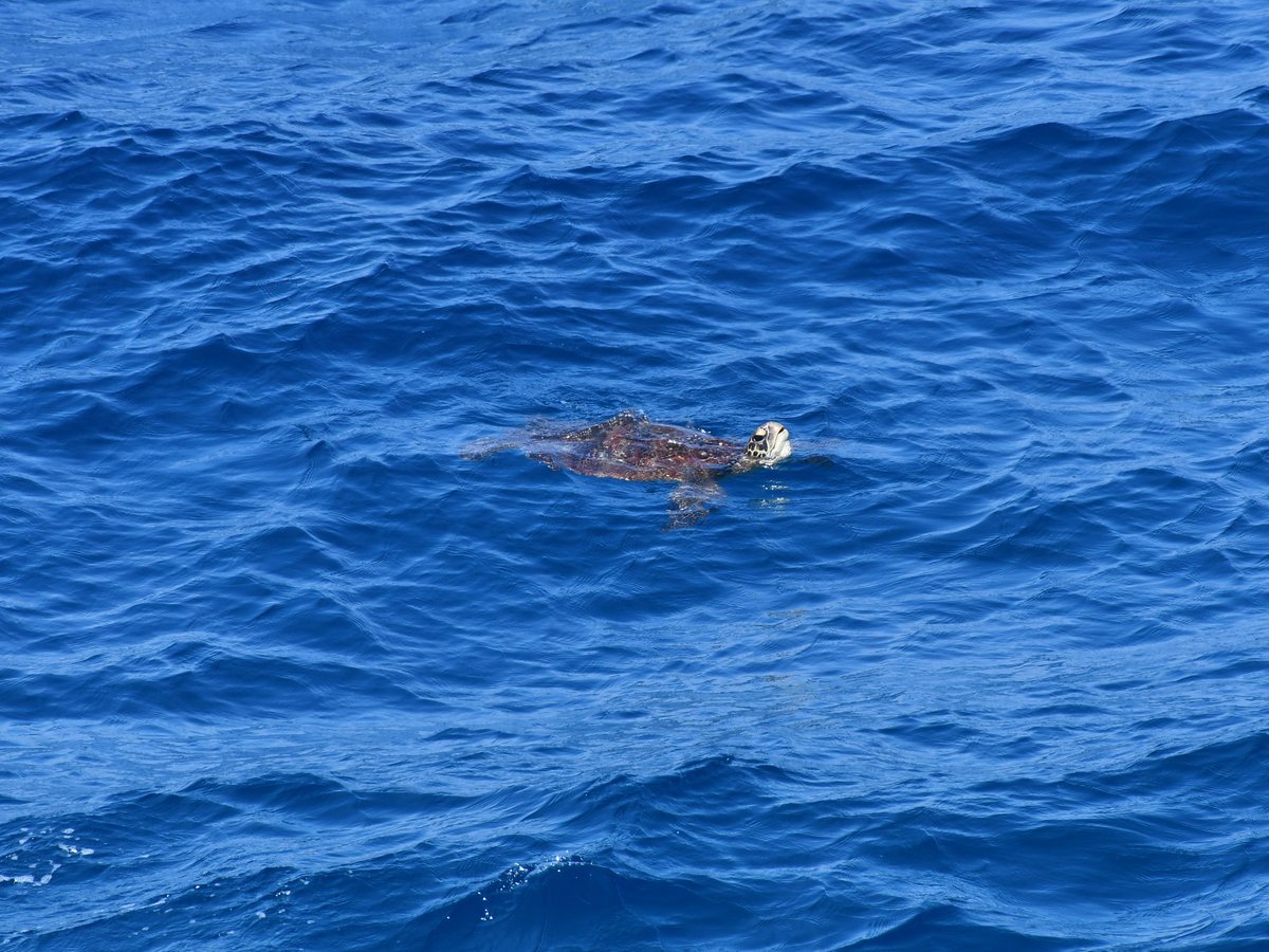 #50:
          Unidentified Sea Turtle, Okinawa.
          f/7.1 at 500mm - Shutter Speed: 1/500 - ISO: 200